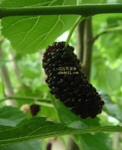 上海近郊农家乐 摘西瓜、钓龙虾与农副产品的田园乐趣